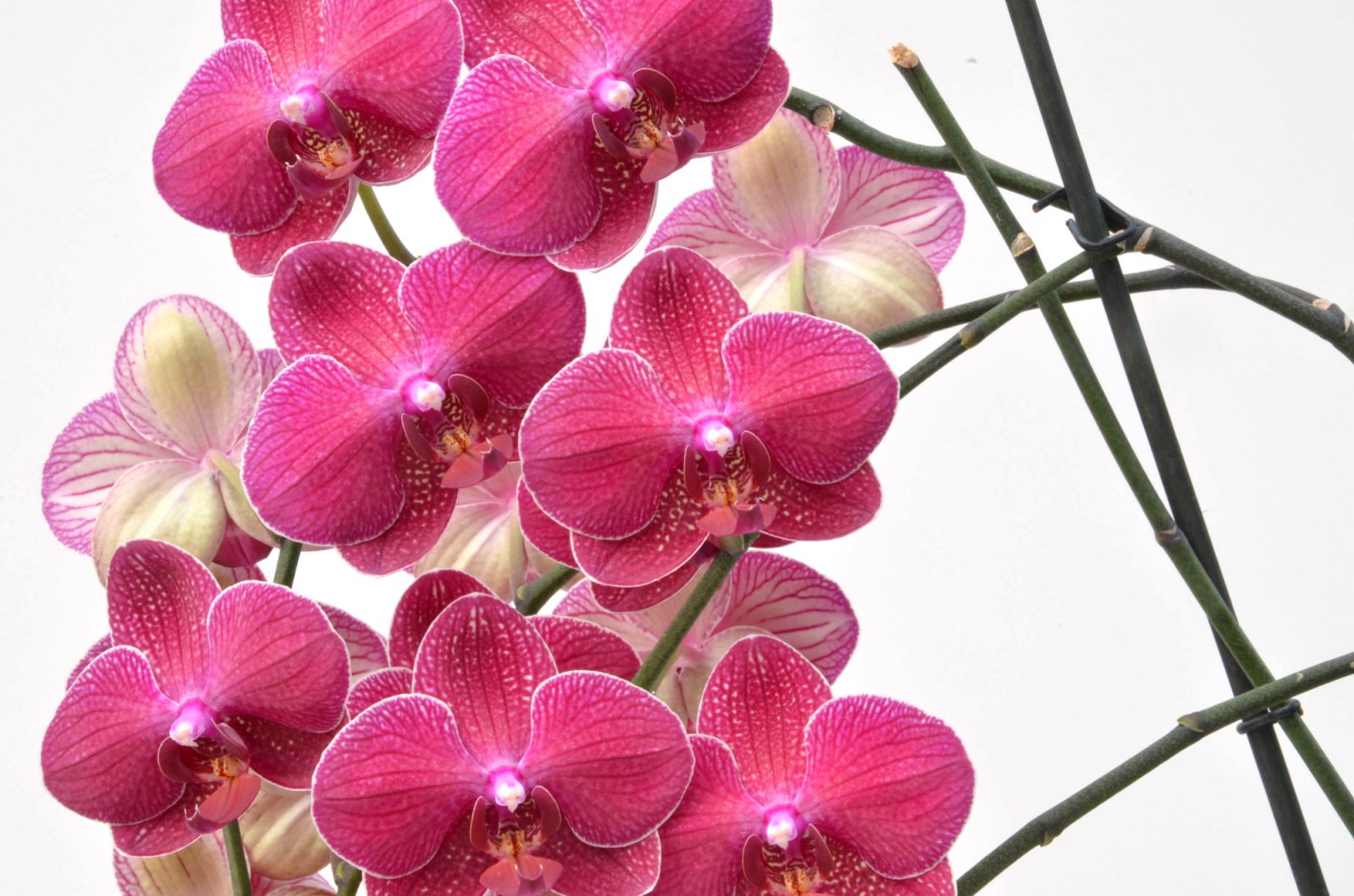 Orhideja je rastlina, ki te nauči potrpežljivosti